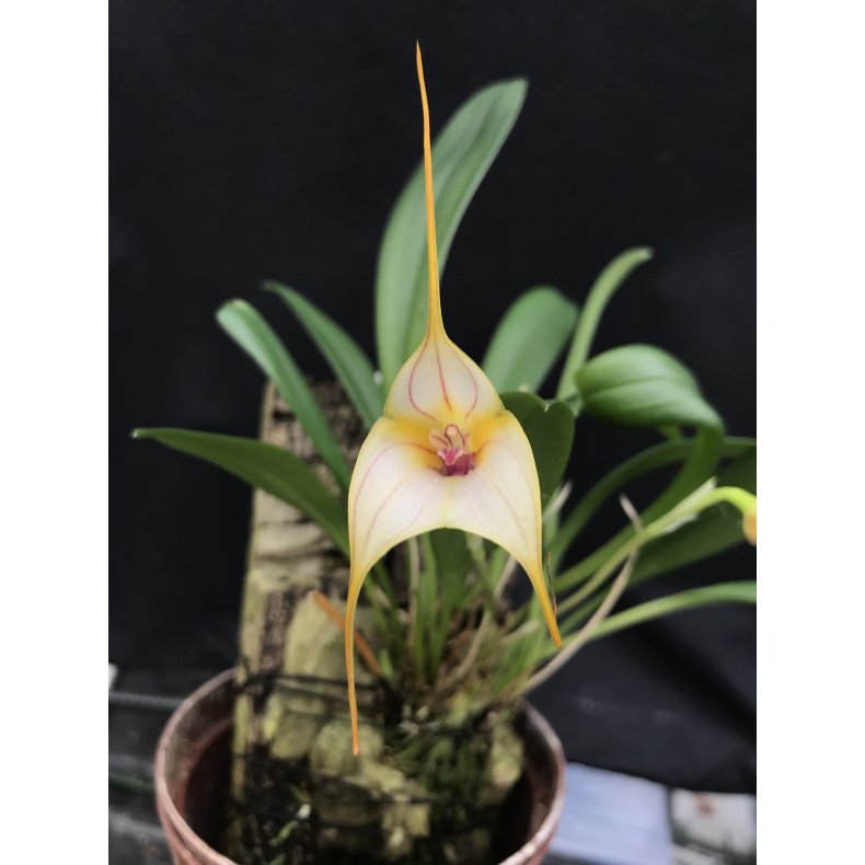 Masdevallia Angel frost x murix
